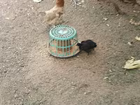 Chickens — फ़ोटो 7