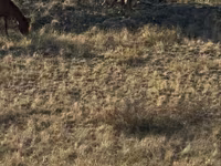 Horses (batch, sex not specified), Kazakh horse — photo 5