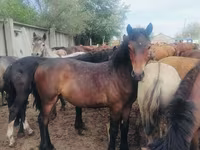 Hengst, Horse breed — Foto 1