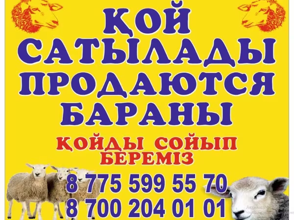 Баран, Бараны