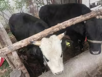 Bulle, Russian Black pied cattle — Foto 3