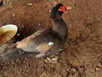 Ducks — 照片 1