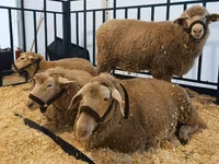 Oveja, Kuibyshev sheep — foto 3