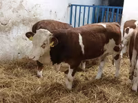 Buğa, Simmental cattle — foto 1
