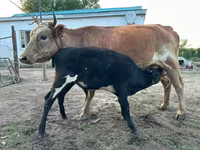 Kuh, Latvian Blue cattle — Foto 1