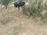 Kuh, Simmental cattle — Foto 5