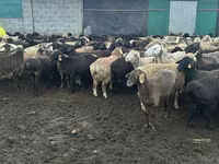 Qoç, Qoyunlar — foto 1