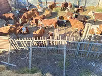 İnək, Qazaxıstan ağbaş inəyi — foto 7