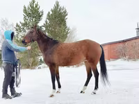 فرس, Akhal-Teke — الصورة 4