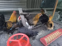 Chickens — 1-сурет
