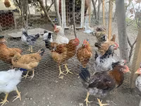 Chickens — الصورة 3