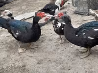 Ducks — foto 2