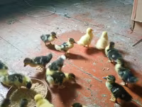 Ducks — Foto 6