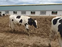 İnək, Russian Black pied cattle — foto 3