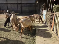 Widder, Arashan sheep — Foto 3