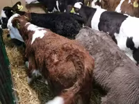 公牛, Limousin cow — 照片 2