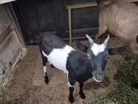 Коза, Alpine goat — фото 6