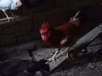 Chickens — Foto 1