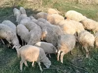 Ram, Sheep — photo 1