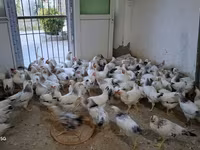 Chickens — الصورة 1