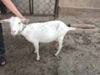 Dişi keçi, Saanen goat — foto 4