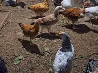 Chickens — الصورة 1