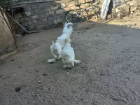 Sultan — Foto 1