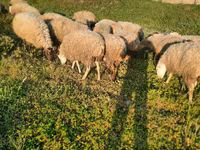أغنام (دفعة، الجنس غير محدد), الأغنام — الصورة 1