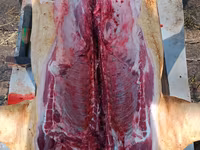 Vind carne de porc de casa crescut cu resturi de la gradinite — foto 1