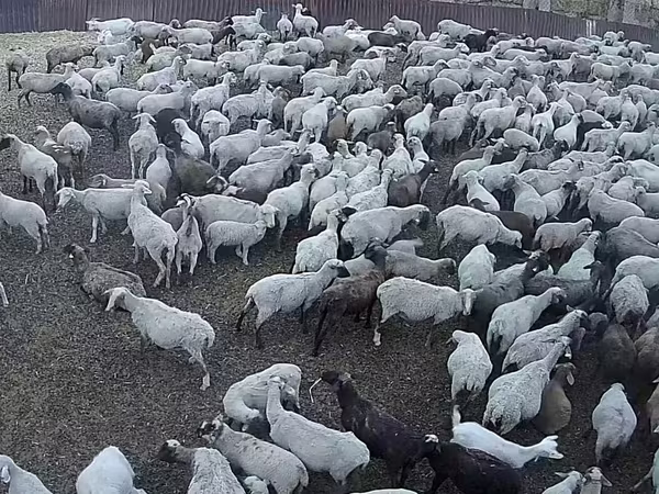 Qoʻy, Hampshire sheep