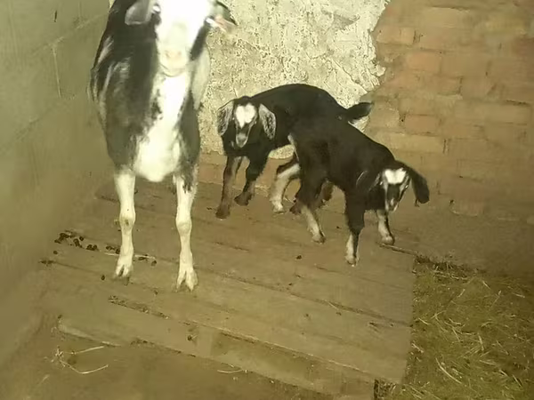 Ziege, Ziegen