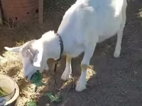 عنزة, Saanen goat — الصورة 3