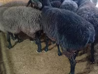 母羊, Hissar sheep — 照片 4