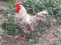 Chickens — 1-сурет