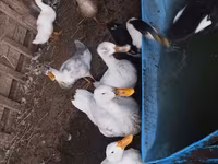 Ducks — Foto 1