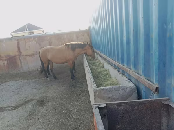 حصان, Kazakh horse