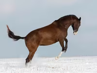 فرس, Akhal-Teke — الصورة 4
