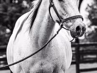 Aygʻir, National Show Horse — 4-rasm
