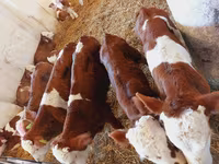 Toro, Simmental cattle — foto 4