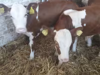 أبقار (دفعة، الجنس غير محدد), Simmental cattle — الصورة 1