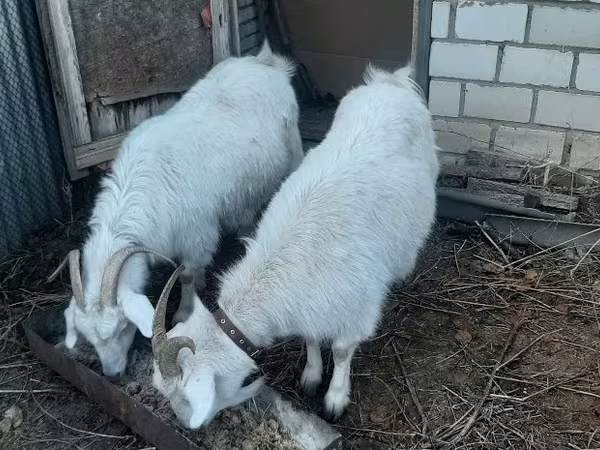 Ешкі, Saanen goat
