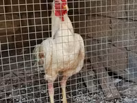 Chickens — फ़ोटो 2