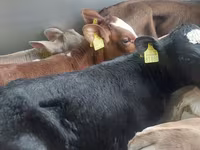 Rinder (Partie, Geschlecht nicht angegeben), Simmental cattle — Foto 3