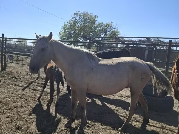 Бие, Horse breed