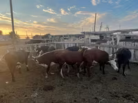 公牛, Cattle — 照片 8