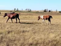 Stute, Kazakh horse — Foto 8