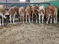 公牛, Simmental cattle — 照片 2
