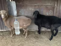 Widder, Hissar sheep — Foto 6