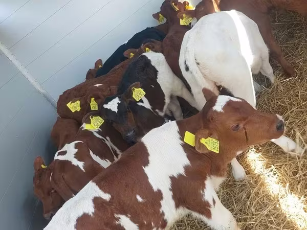 ثور, Simmental cattle