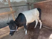 Sigir, Qoramol — 3-rasm